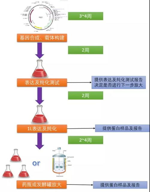 哺乳動物細胞蛋白表達系統(tǒng) 高效精準的技術(shù)服務(wù)分享